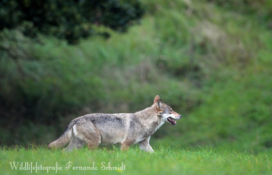 Wolf aus der Ueckermünder-Heide 