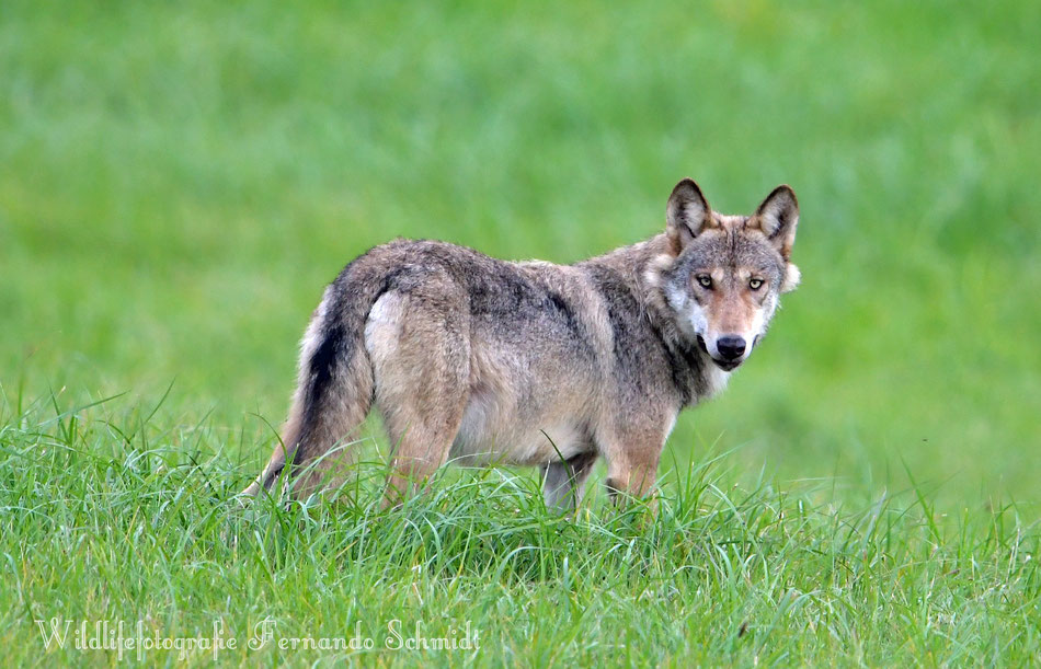 Im Blick ........Wolf aus der Ueckermünder-Heide 