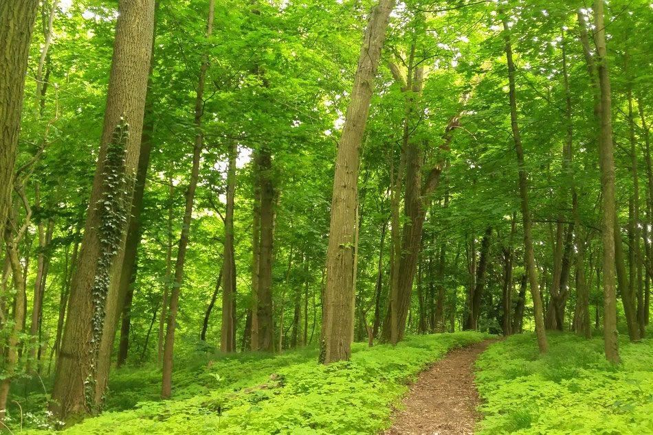 frühlingsgrüner Wald, von vorn nach hinten ein kleiner Pfad
