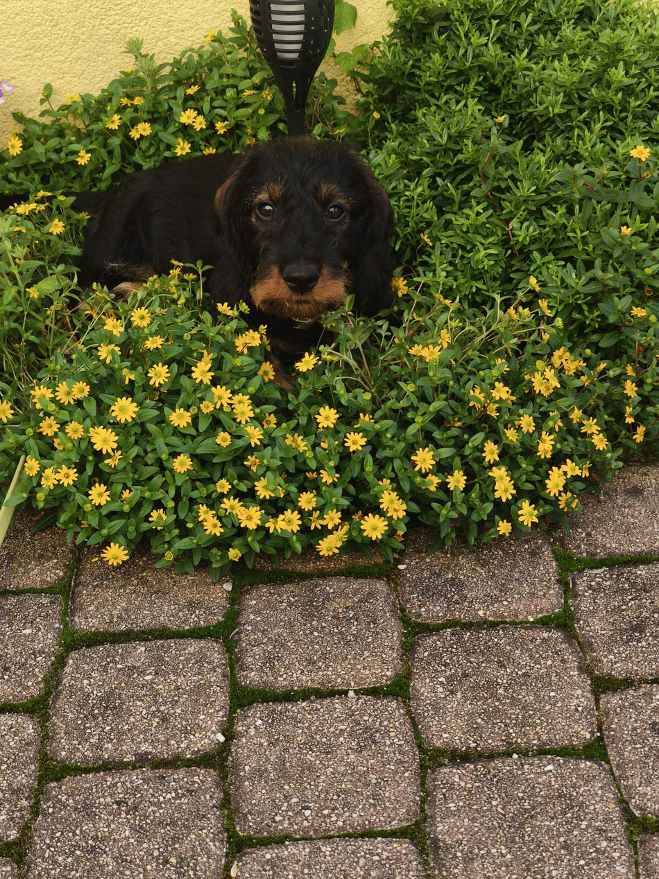 Lotti - unsere kleine Gärtnerin
