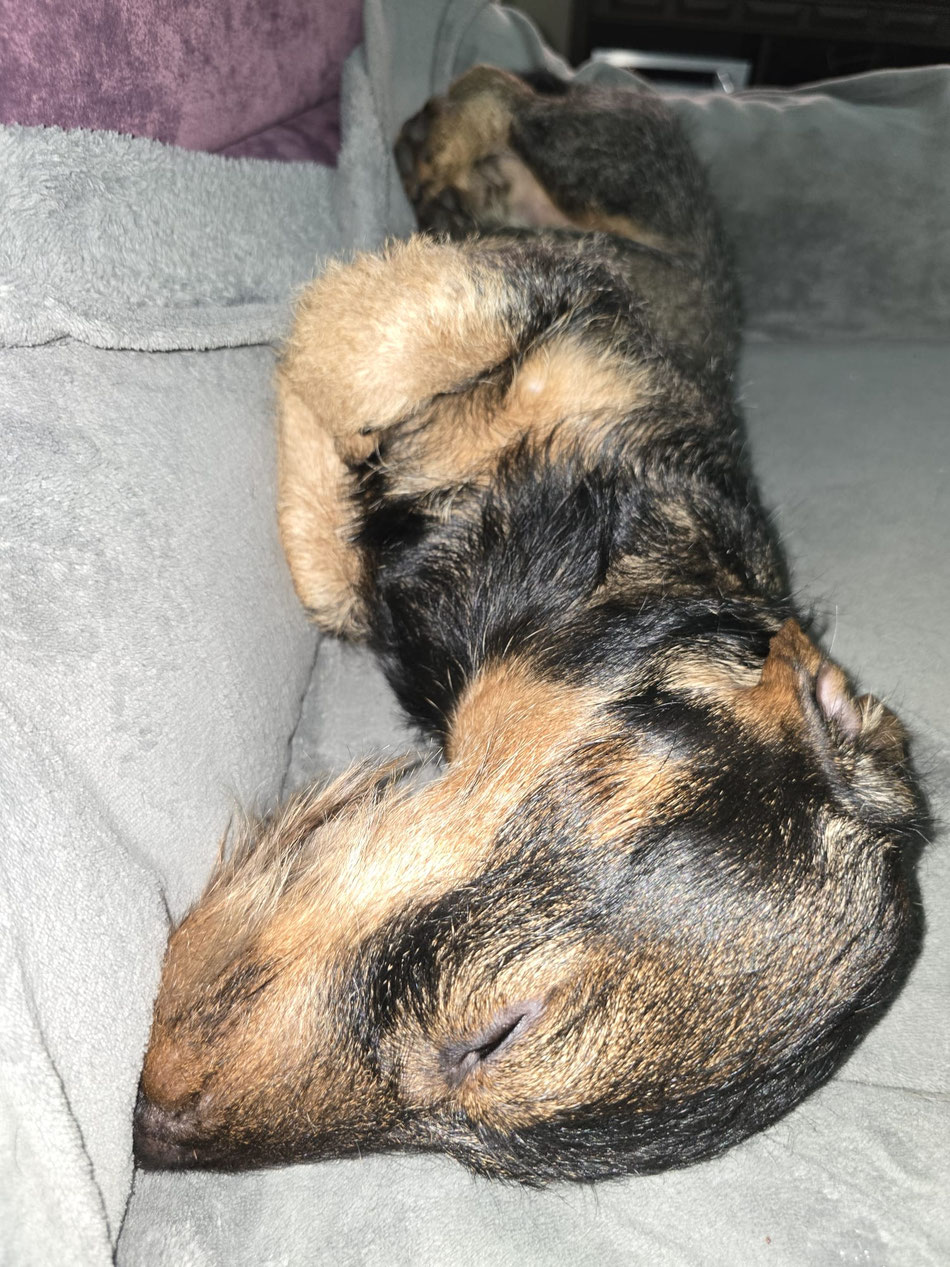 Floyd (Charly) vom Leykopf auch