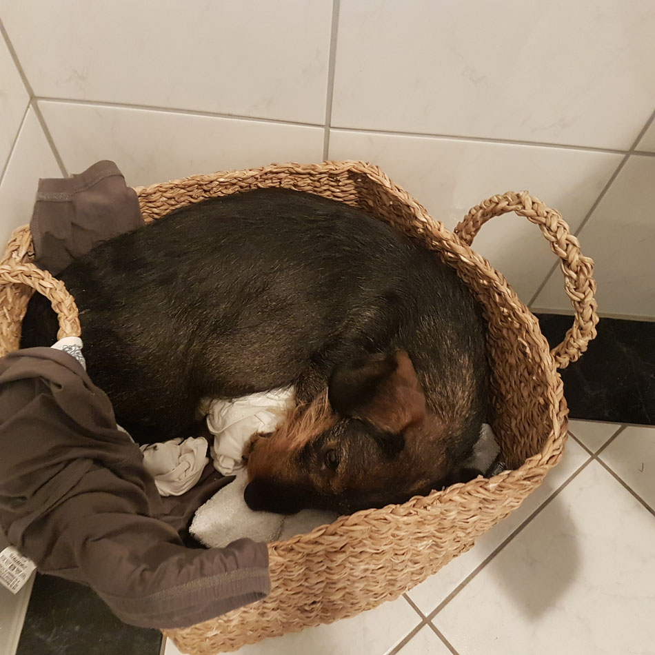"Trotz Babybauch, in den Wäschekorb passe ich noch!"
