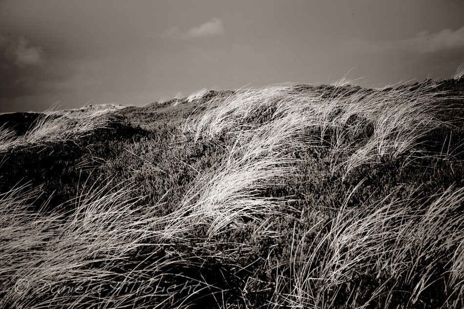 Sylt 2011