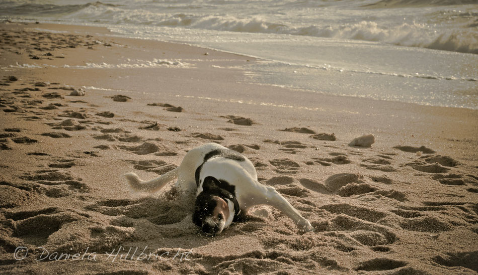 Sylt 2011