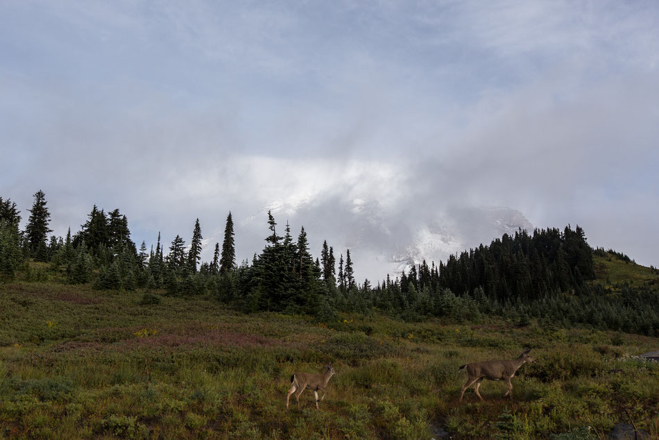 Mount Rainier, Washington