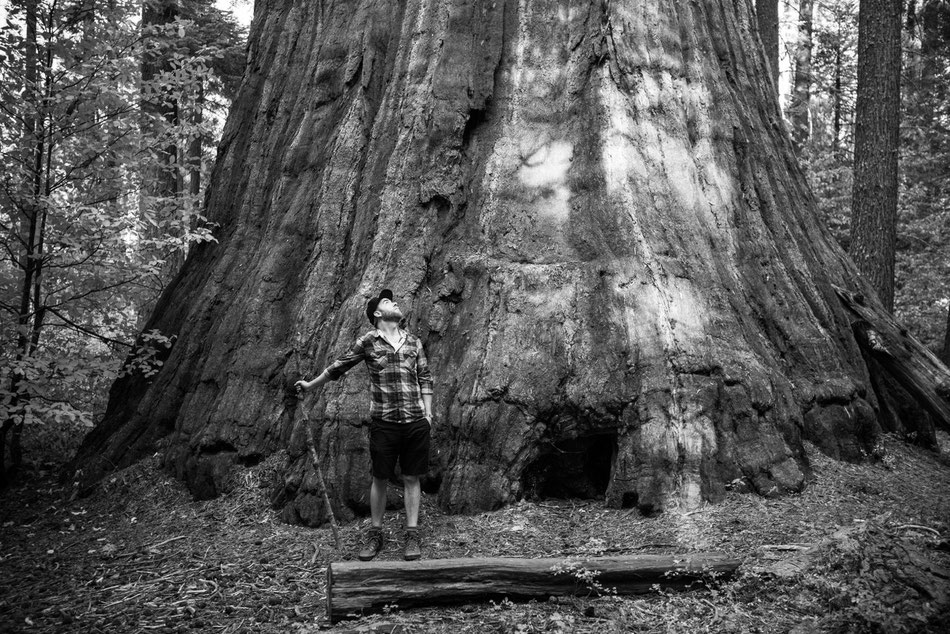 Giant Sequoia