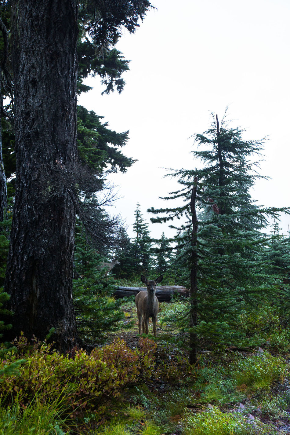 Mount Rainier, Washington