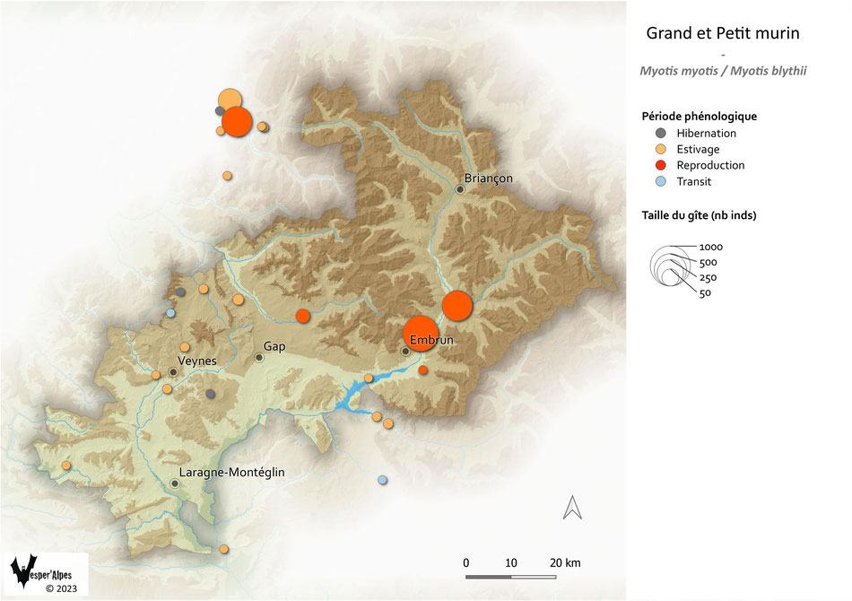 Statut et répartition des gîtes de Grand / Petit murin connus dans les Hautes-Alpes