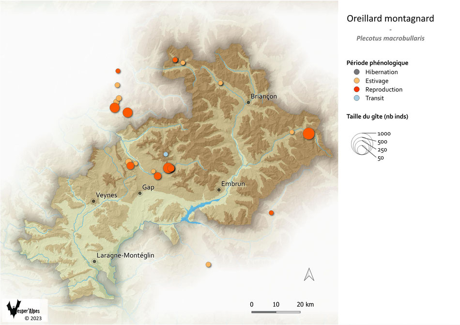Statut et répartition des gîtes d'Oreillard montagnard connus dans les Hautes-Alpes