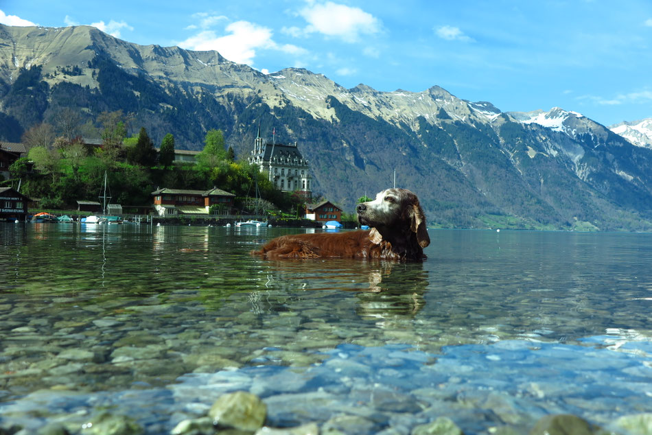 Coppersheen Dark Gold Duke beim sommerlichen Bad im Thuner See