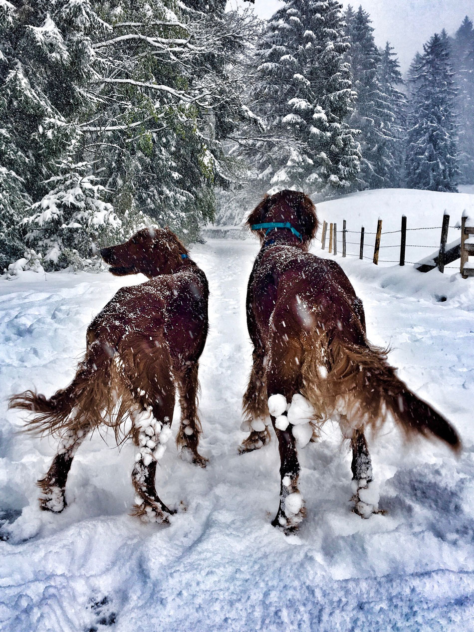 Janosch und Kyron im Mai 2019... Wintereinbruch! 
