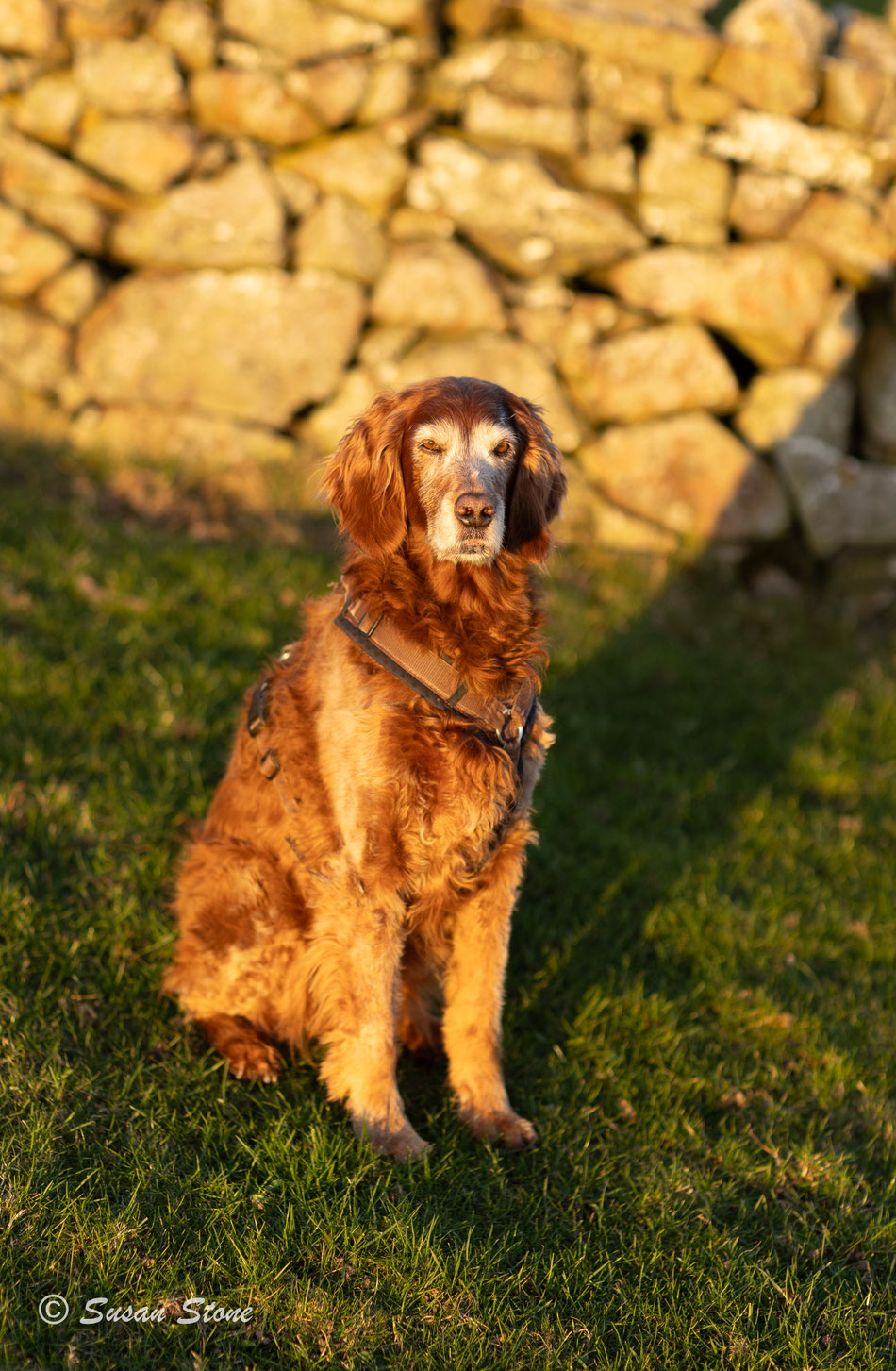 Annie in der Abendsonne der Scottish Borders, März 2026