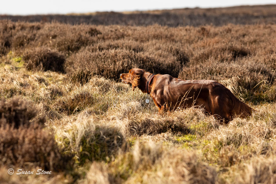 Liška steht Scottish Red Grouse vor. März 2026