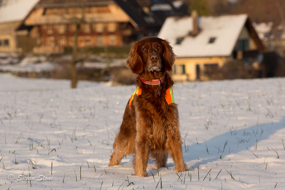 Annie im Januar 2021 auf unserem Spaziergang