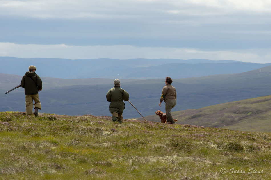 Kettu steht Grouse vor, Open Stake August 2018, NCPSS, Moy, Scotland 