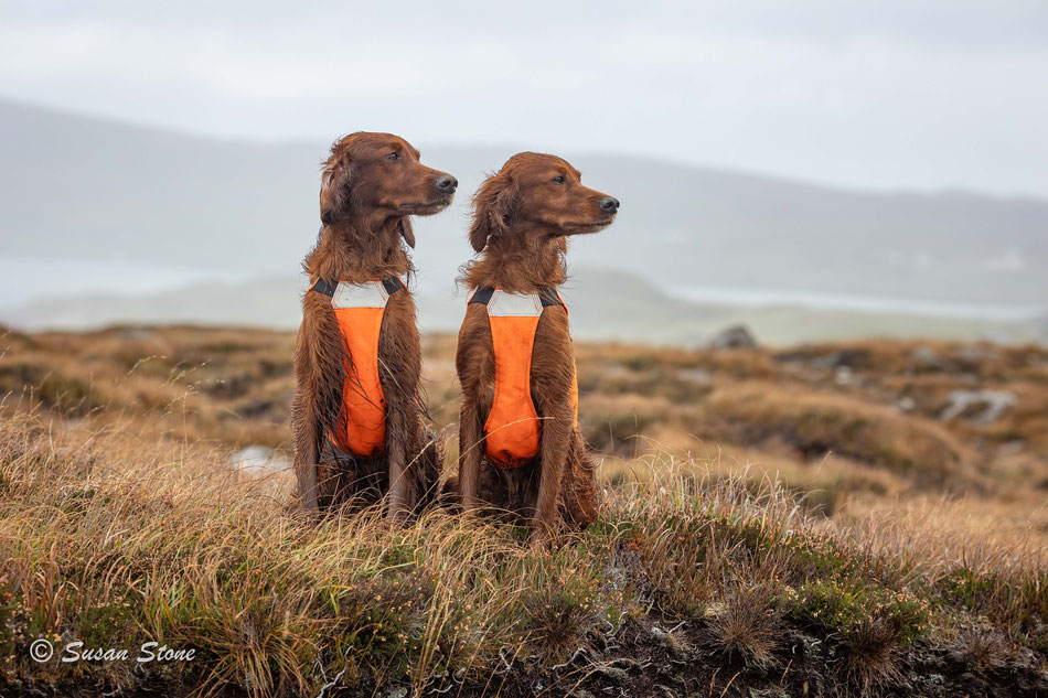 Rasmus und Kettu, nach der jagdlichen Arbeit auf der Insel Lewis im Oktober 2023 auf der Suche nach Grouse