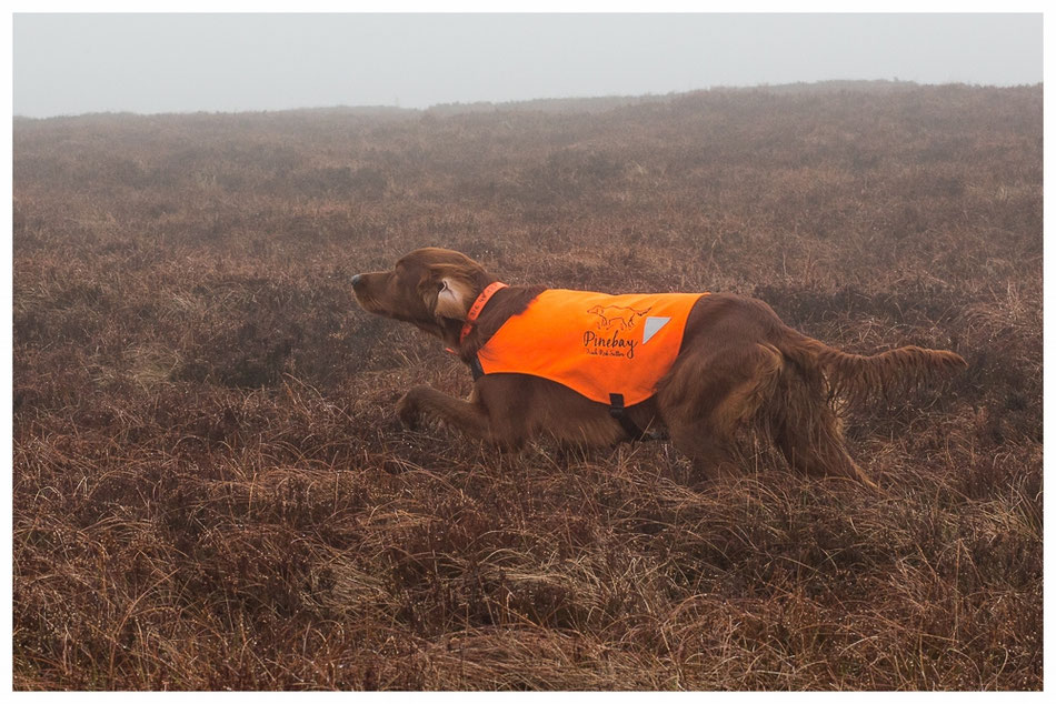 Kettu steht Moorhühner vor, auf dem Schottischen Hochmoor, April 2018