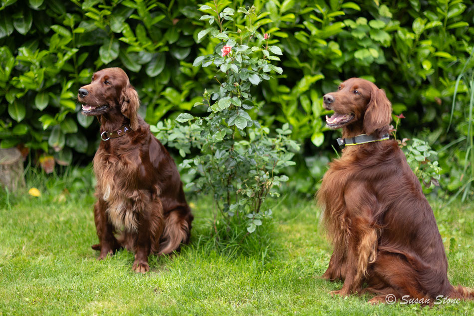 Paisley und Rasmus 