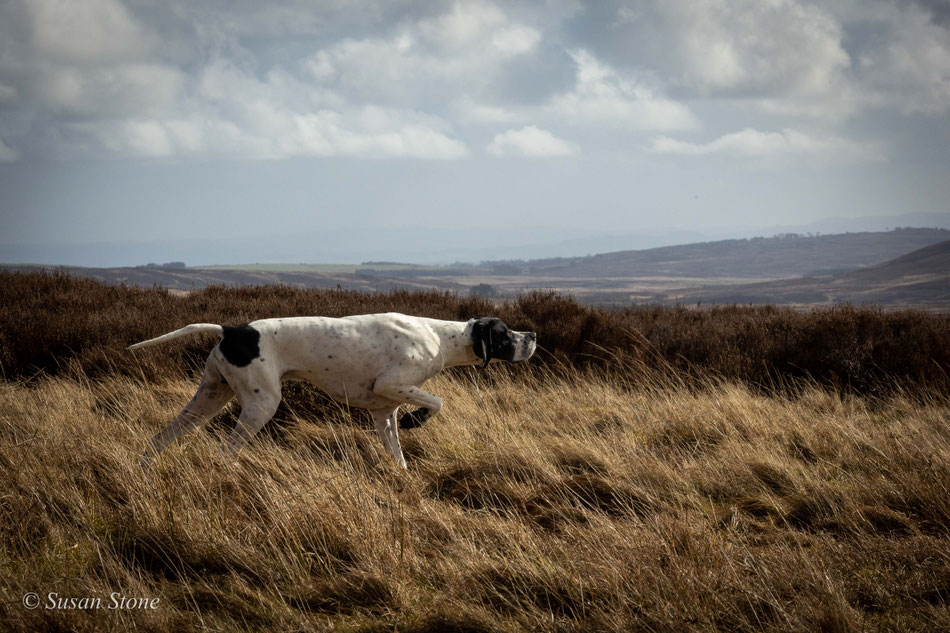 Fowington "Fly" - ein Pointer steht Grouse vor