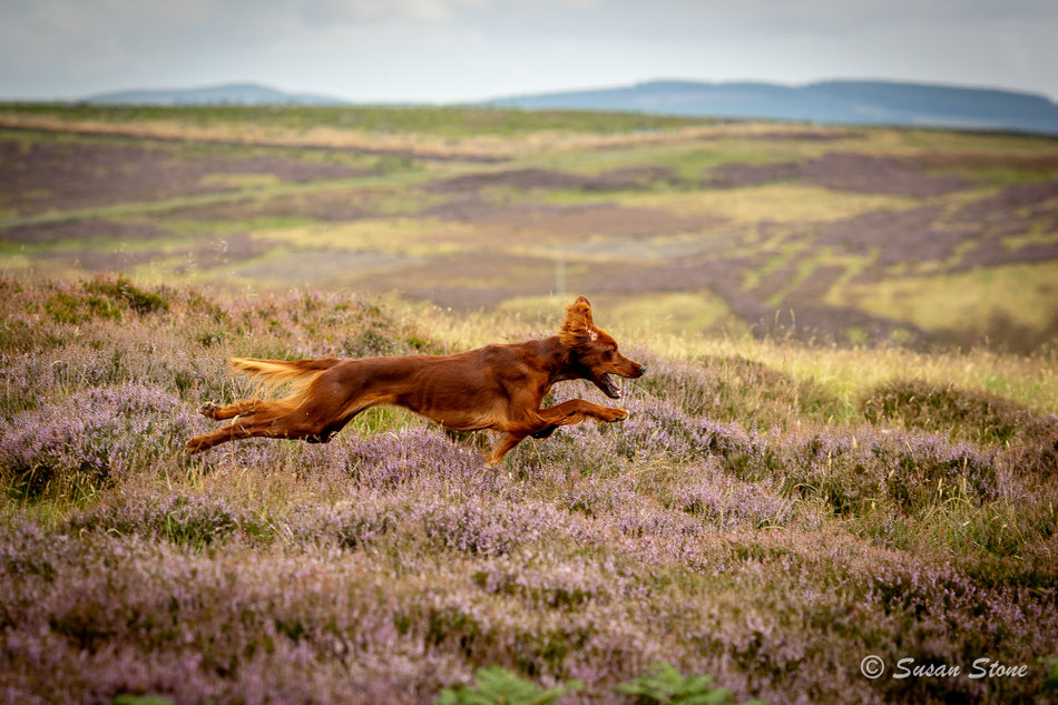 Ein echtes Setter Leben! Liška auf der Suche nach Grouse