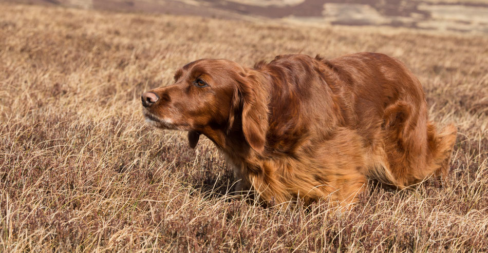 Annie bei der Arbeit auf dem Schottischen Moor: hier steht sie Grouse vor. 