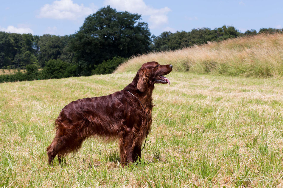 Swiss Show Champion Redword Coppersheen Diamond, 5 J.