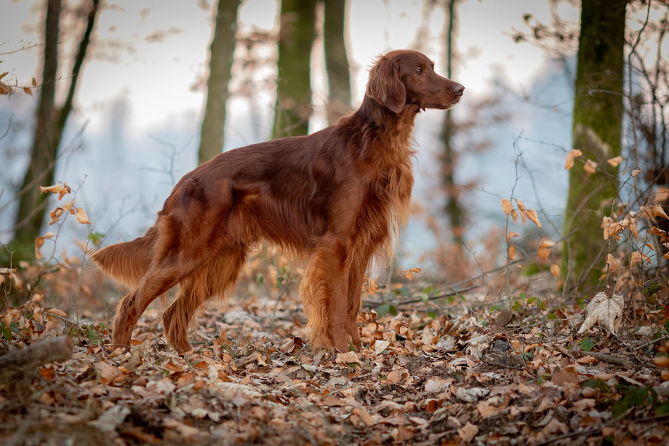 Rasmus, 5 Jahre alt, stets aufmerksam und voller Arbeitsfreude.