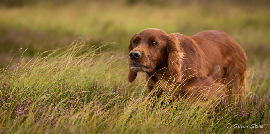 Eine junge Annie steht vor: Red Grouse (Schottische Moorhühner) 