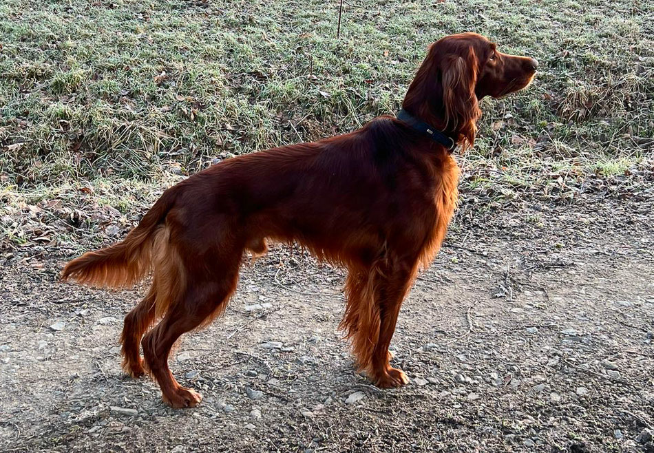 Der Sohn Aaron - Irish Farfarello's Shaylon - 18 Monate alt