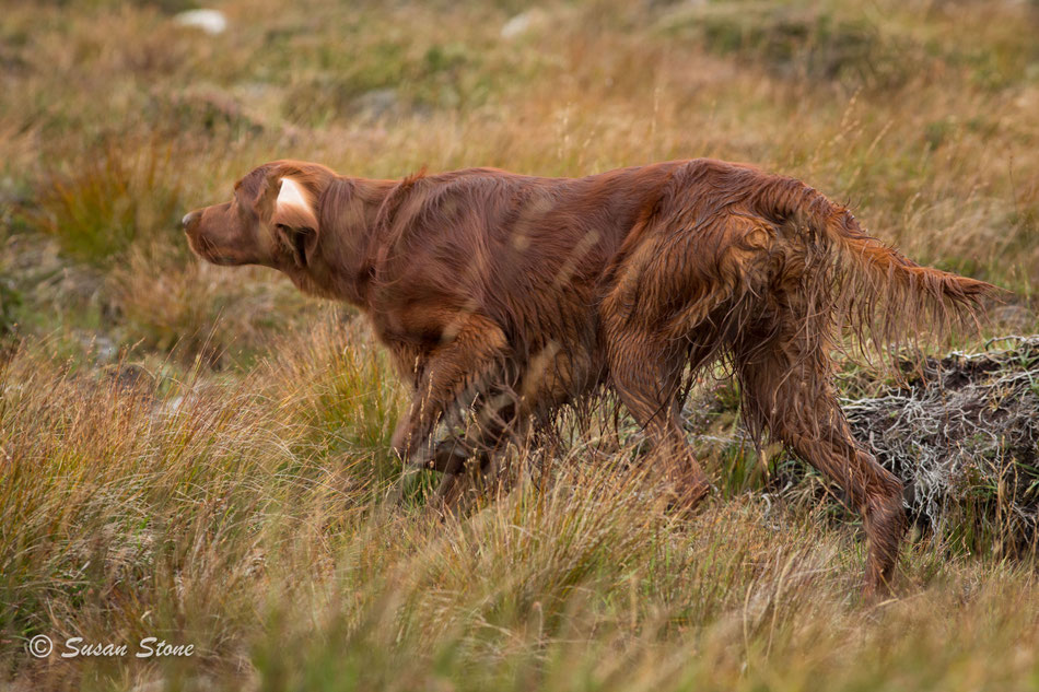 September 2021 in Schottland: Rasmus hat Grouse (Schottisches Moorschneehuhn) gewittert und steht sicher vor.