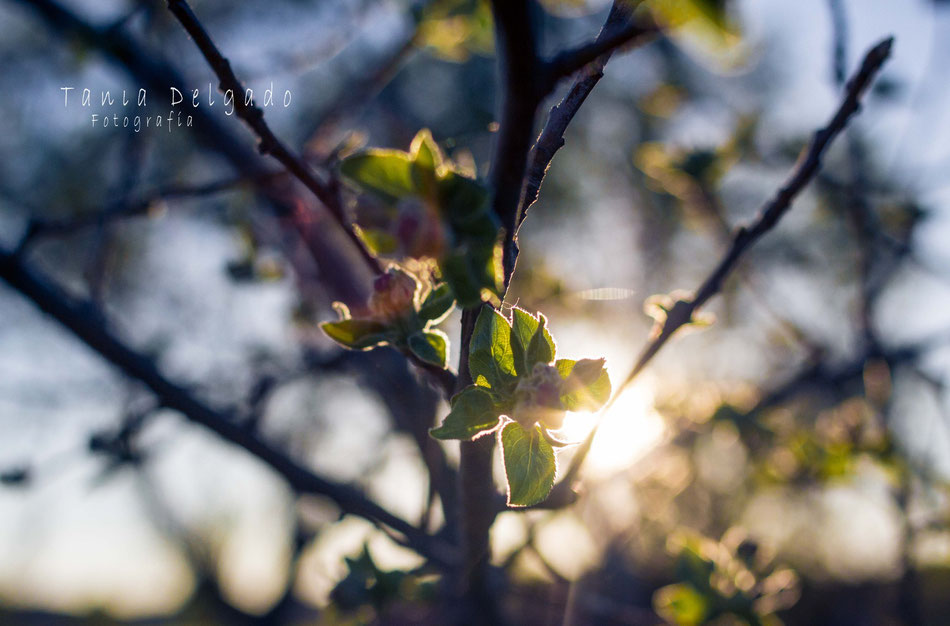 fotografia, naturaleza, atardecer, almendro