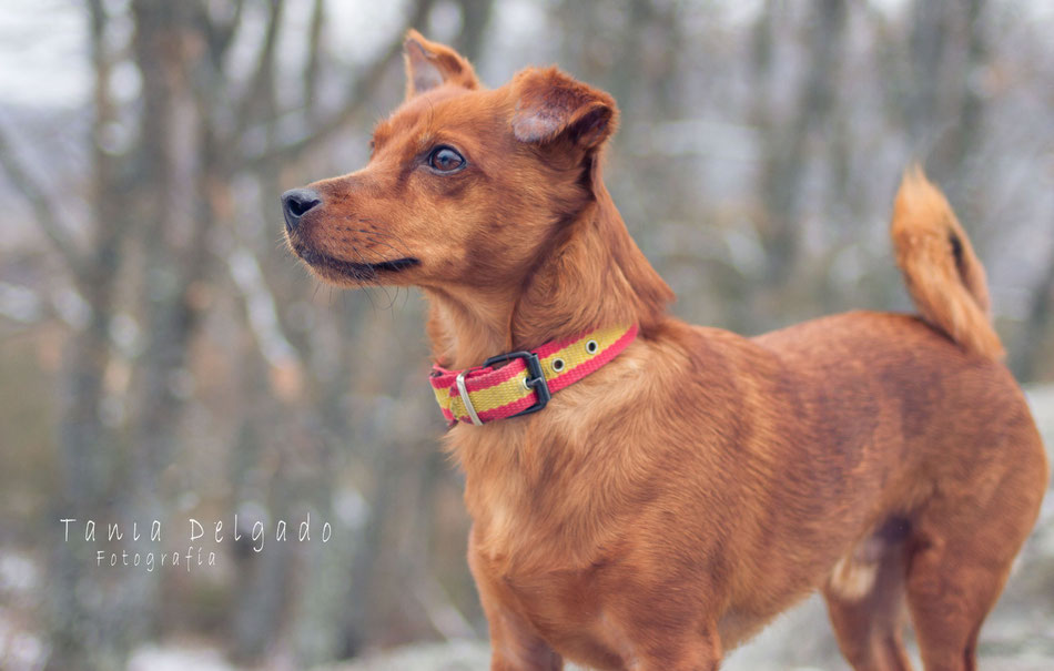 fotografia de animales, mascotas, fotografia en leganes, reportajes