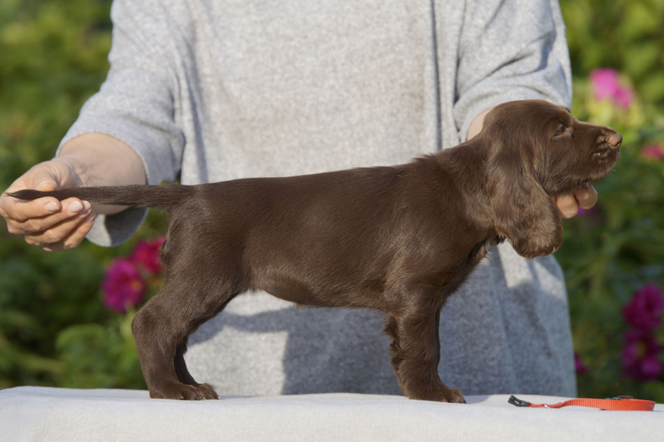 "Yankee Rose vom Belauer See" at the age of 7 weeks, Photo: Ulf F. Baumann