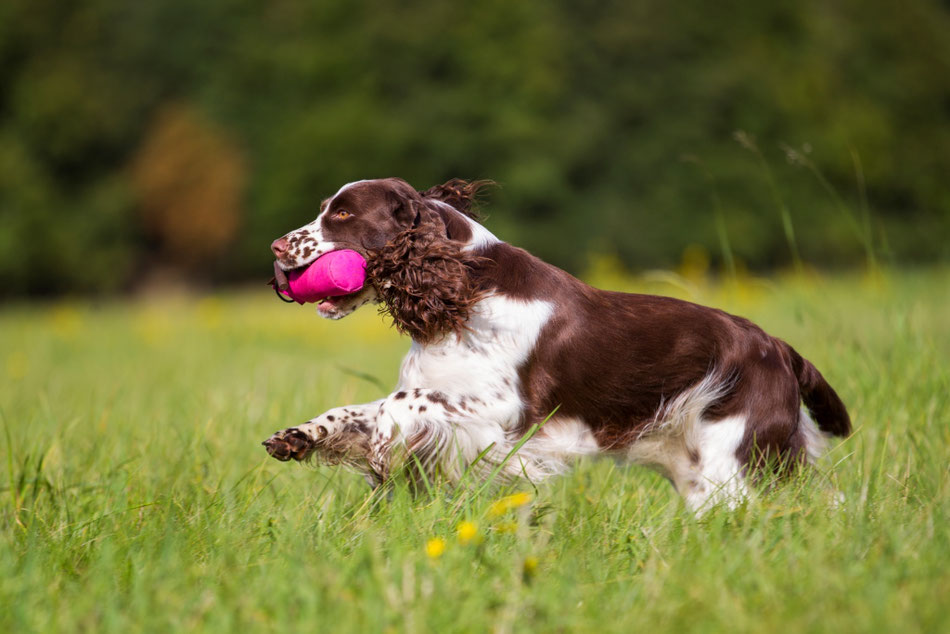 Retrieving a Dummy, Photo: Nele Goetz