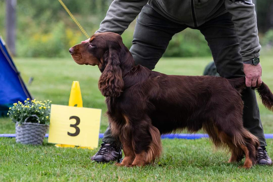 Sandscape field spaniels 2025