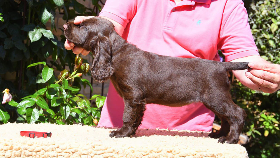 "Vom Belauer See Tennessee Waltz" 7 weeks old
