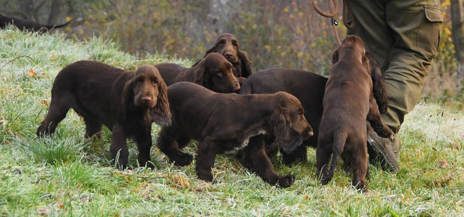 Field Spaniel Welpen "vom Belauer See", Foto: Claudia Bruhn