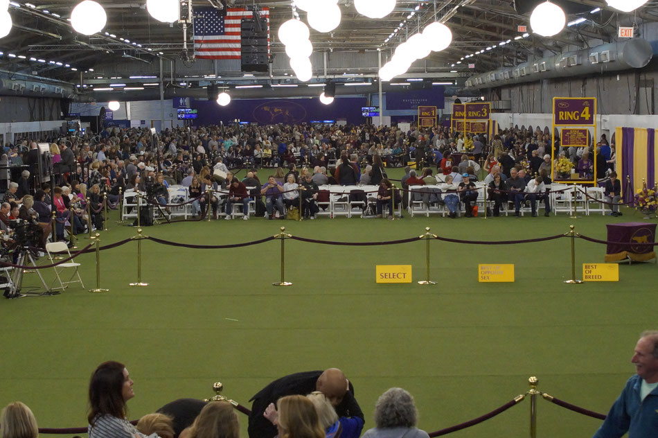 Die 6 Ringe der Westminster Kennel Club Show, Foto: Ulf F. Baumann