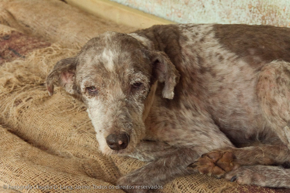 Todos cachorros estão tristes e cheios de pulgas.