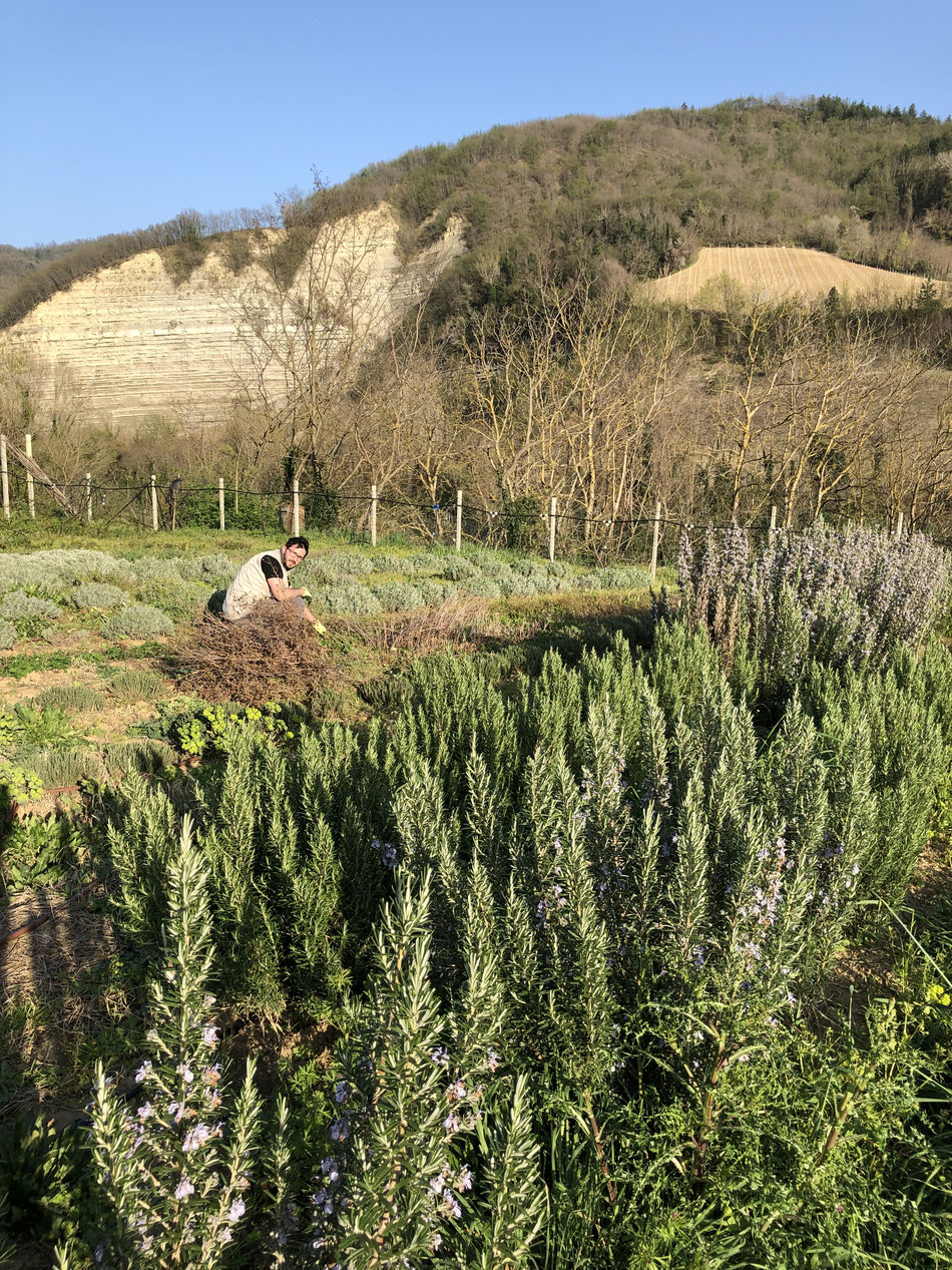 Andrea Passini al lavoro nel campo con le sue erbe officinali.