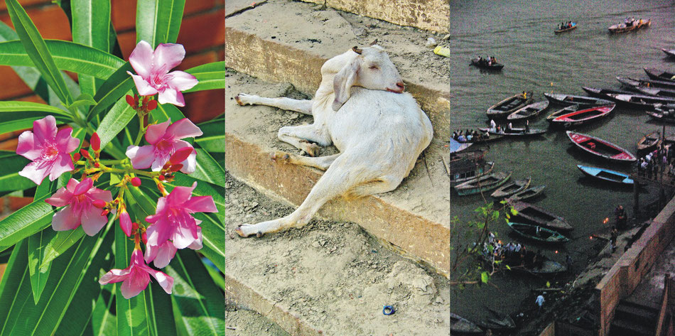 Oleander Blühten | Ziegenschlaf ' Ganges Sonnabend Boote und Lichter _Varanasi Uttar Pradesh