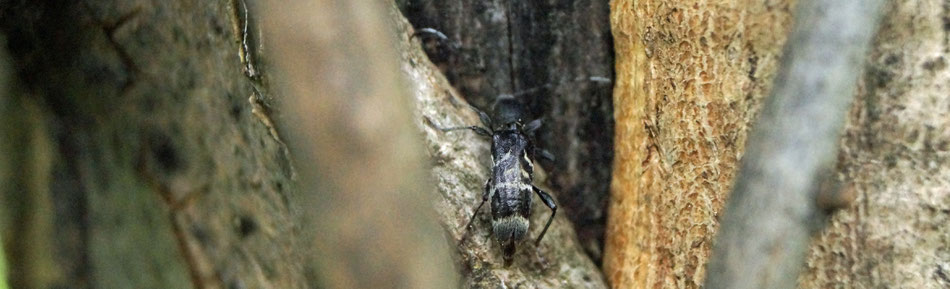 Sur un arbre dont l'écorce a été abimée, un coléoptère longicorne (Coleoptera Cerambycidae) est présent.