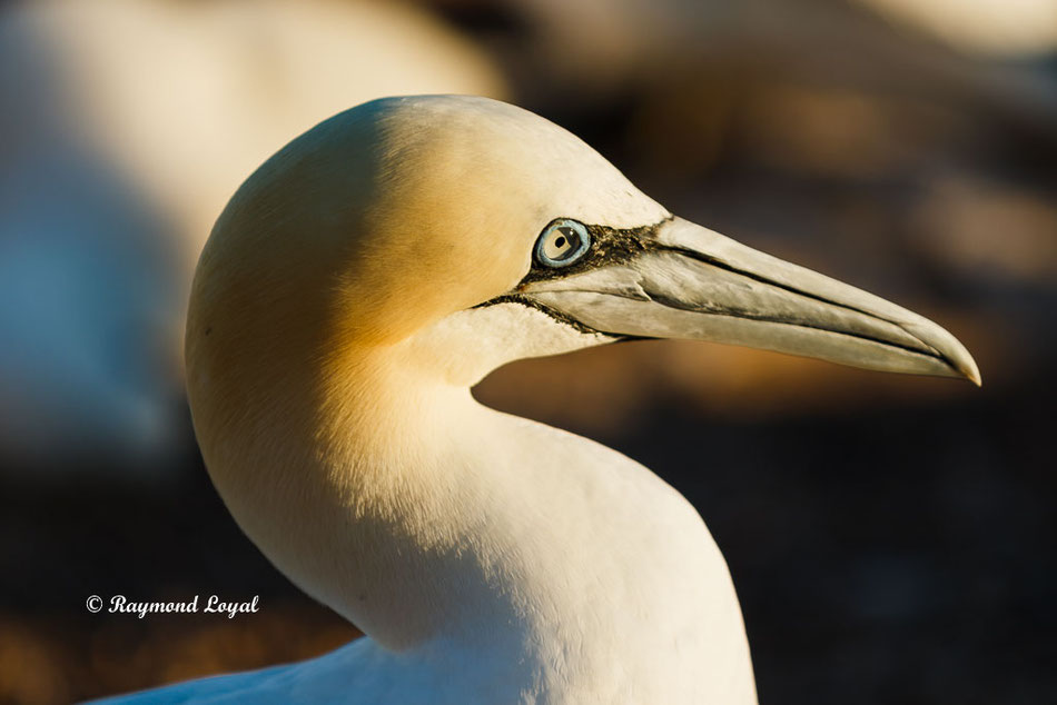 northern gannet helgoland