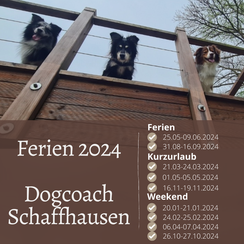 Hundebetreuung, Hundeerziehung