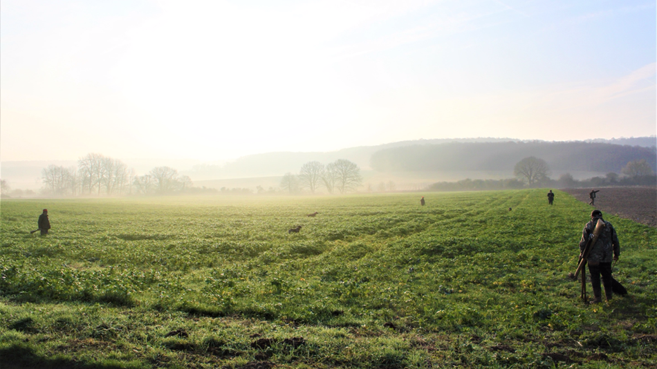 Chasse en plaine,  avec chiens et chasseurs