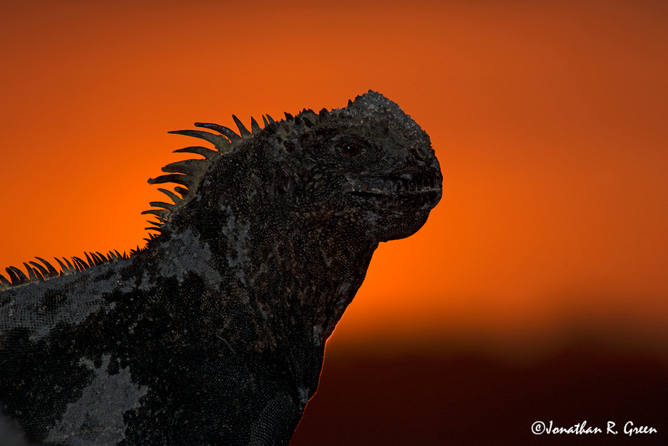 A marine iguanas profile with a orange sunset in the background 