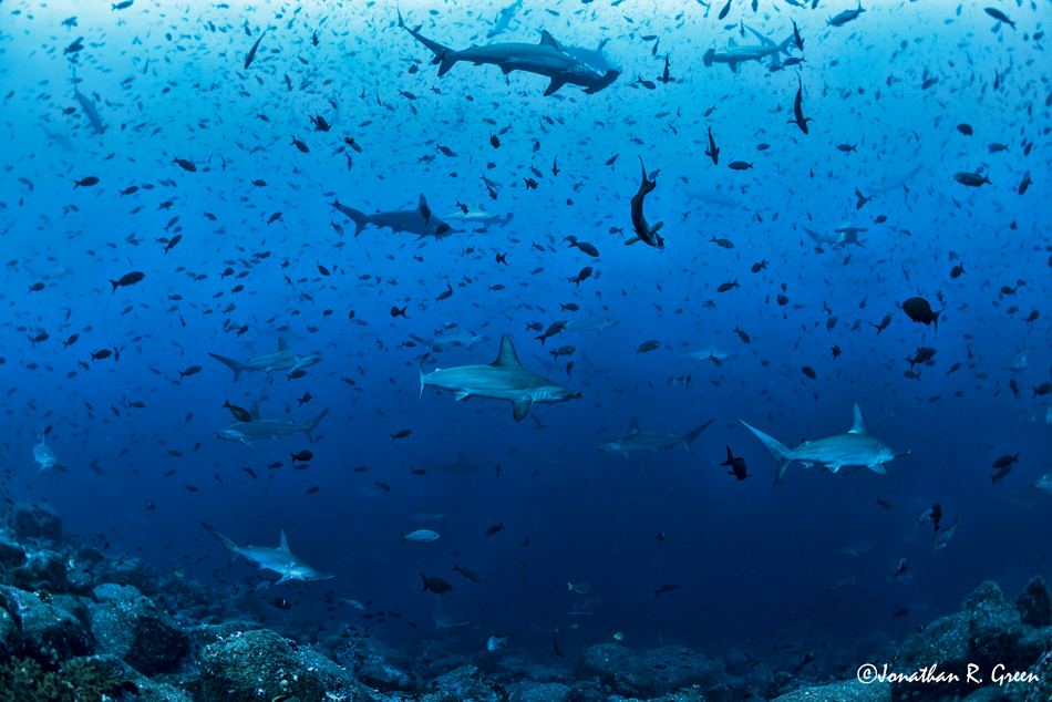 Hundreds of sea creatures including fish and scalloped hammerhead sharks swim in the ocean in the Galapagos 