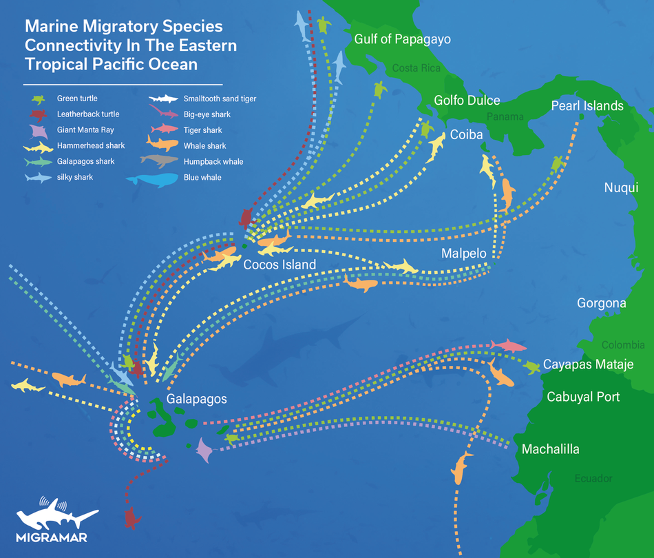 Marine Migratory Species Connectivity in the Eastern Tropical Pacific Ocean
