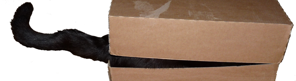 Chat dans la boite / Cat in the box / Photo de Crystal Jones