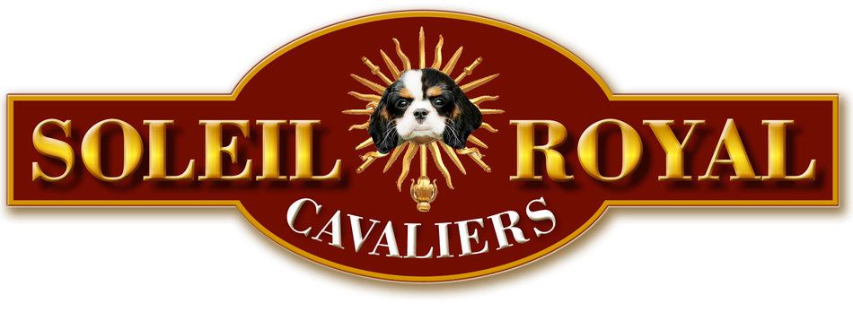 Benvenuti su soleilroyalcavaliers cuccioli Lombardia